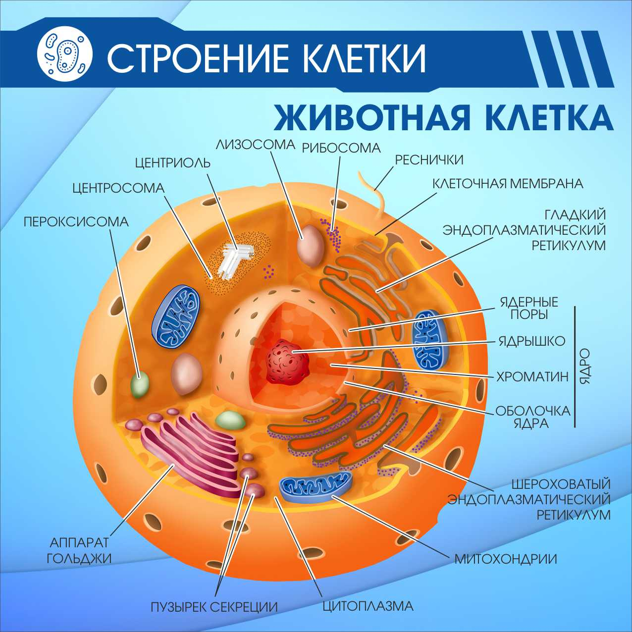 Строение клетки Животная клетка купить в Ярцево